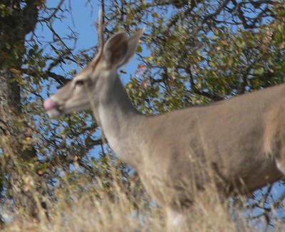 26DeerBuck.jpg, 48kB