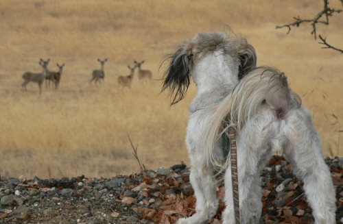 26DeerCallie.jpg, 41kB