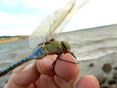 26DragonFly.jpg, 23kB