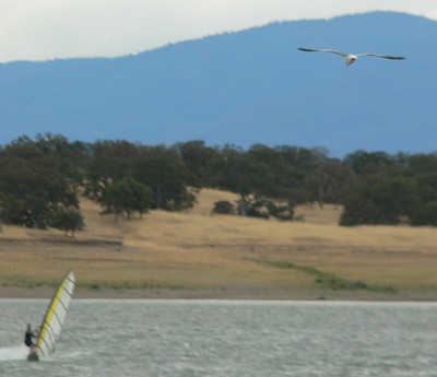 26SurferBird.jpg, 22kB