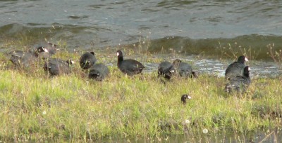 Black-Coots2.jpg, 31kB