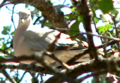 Black-Dove.jpg, 37kB