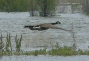 Black-Goose.jpg, 15kB