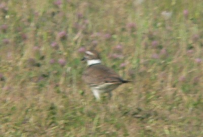 Black-Killdeer.jpg, 29kB
