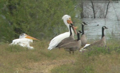 Black-Pilicans.jpg, 26kB