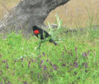 Black-RedWingVetch.jpg, 42kB