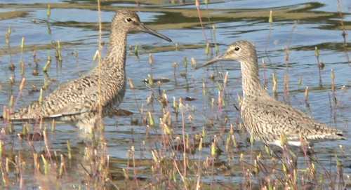 Black-ShoreBirds.jpg, 54kB