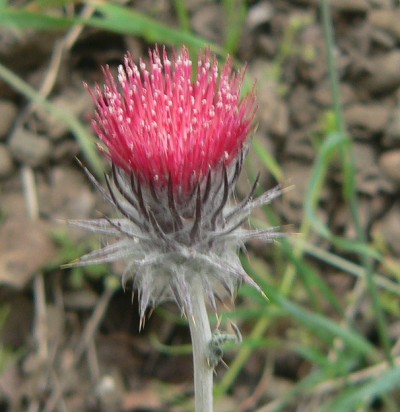 Black-ThistleWaterM.jpg, 42kB