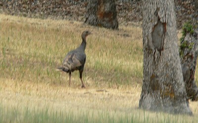 Black-Turkey.jpg, 36kB