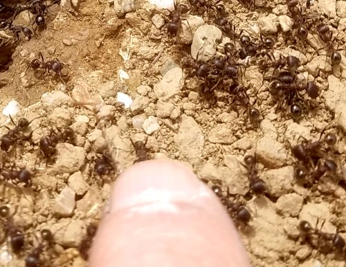 Black20190517_152831.jpg, 69kB