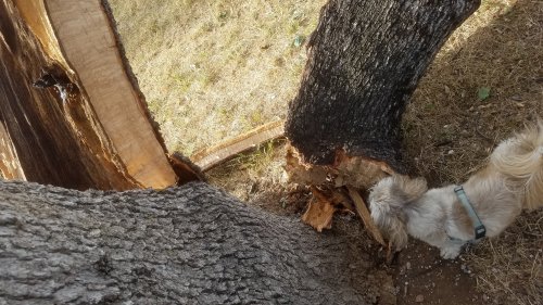 Black20190517_180551.jpg, 50kB