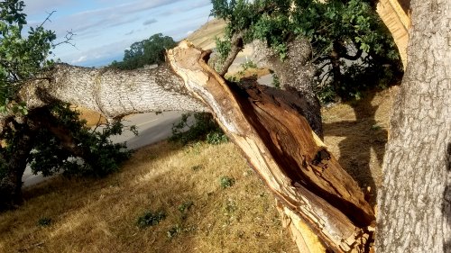 Black20190517_180624.jpg, 57kB