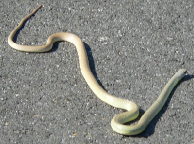 BlackButte-Snake.jpg, 45kB