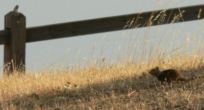 BlackButte-SquirlBird.jpg, 26kB