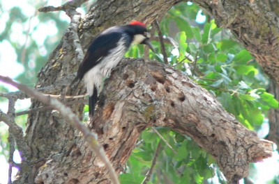 BlackButte-WPecker.jpg, 42kB