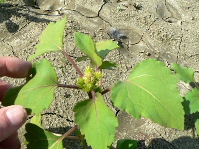 CockerBurr.jpg, 53kB