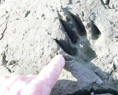 CoyoteFoot.jpg, 51kB