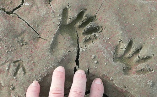 Raccoon-PalmFoot.jpg, 62kB