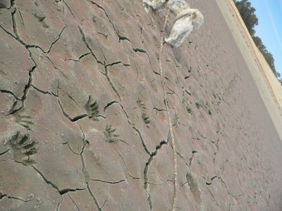 RaccoonLongTrack.jpg, 39kB