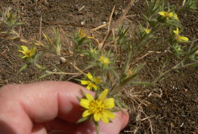 TarWeedYellow1.jpg, 35kB