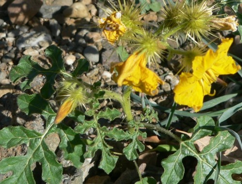 ThistleYellow.jpg, 76kB