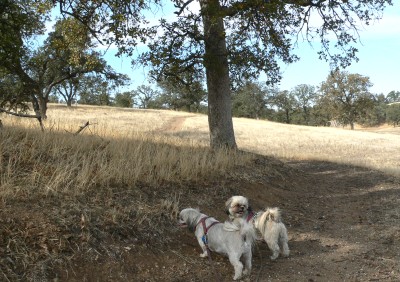 Trails-Nov.jpg, 53kB