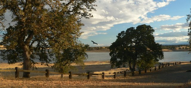 TurkyVulture.jpg, 58kB