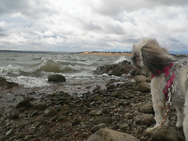 WavesCallie3.jpg, 68kB