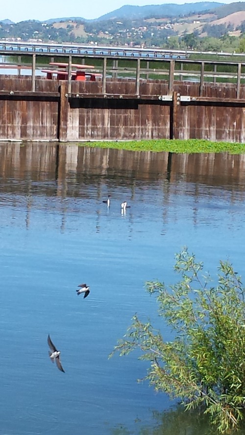 ClearLake-201504271027.jpg, 126kB