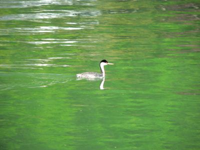 ClearLake20110427Gee.jpg, 19 kB