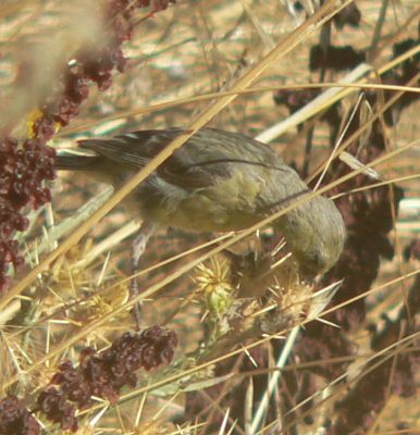 FinchEatingStar.jpg, 36 kB