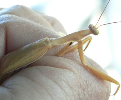 MantisClearLake.jpg, 16 kB