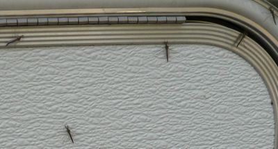 SketerBuggs.jpg, 17 kB