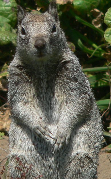 2011-04-30-Squirl2.jpg, 61 kB