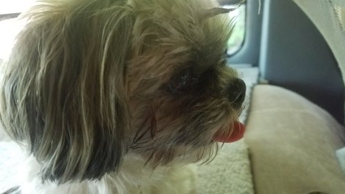 20190530_14Callie.jpg, 24kB