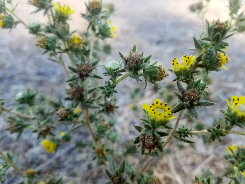 20210921_093758TarWeed.jpg, 88kB