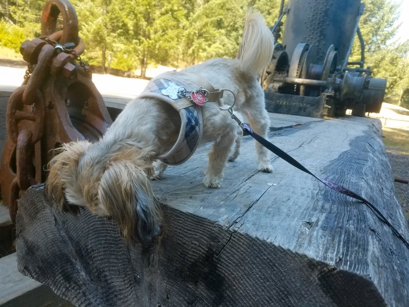 20210921_130222DonkeyAndDog.jpg, 121kB