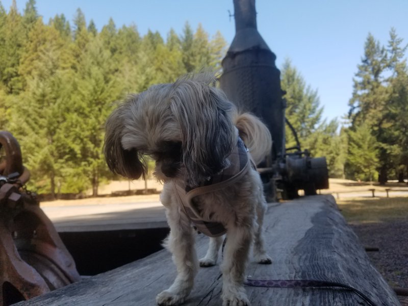 20210921_130238Callie.jpg, 78kB