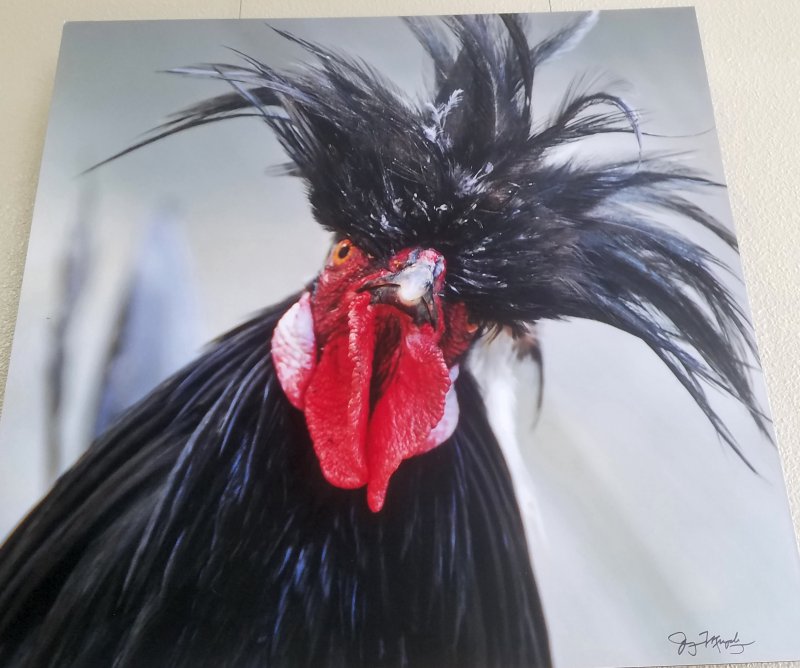 20220905_133522PolishRooster.jpg, 77kB