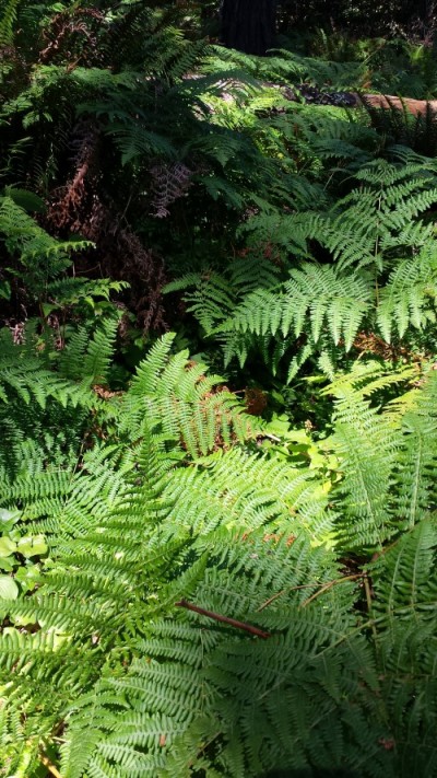 A-Ferns-in-light.jpg, 133kB