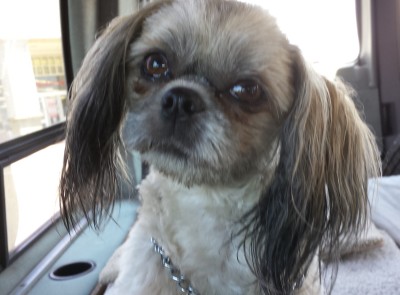 Callie20150627.jpg, 29kB