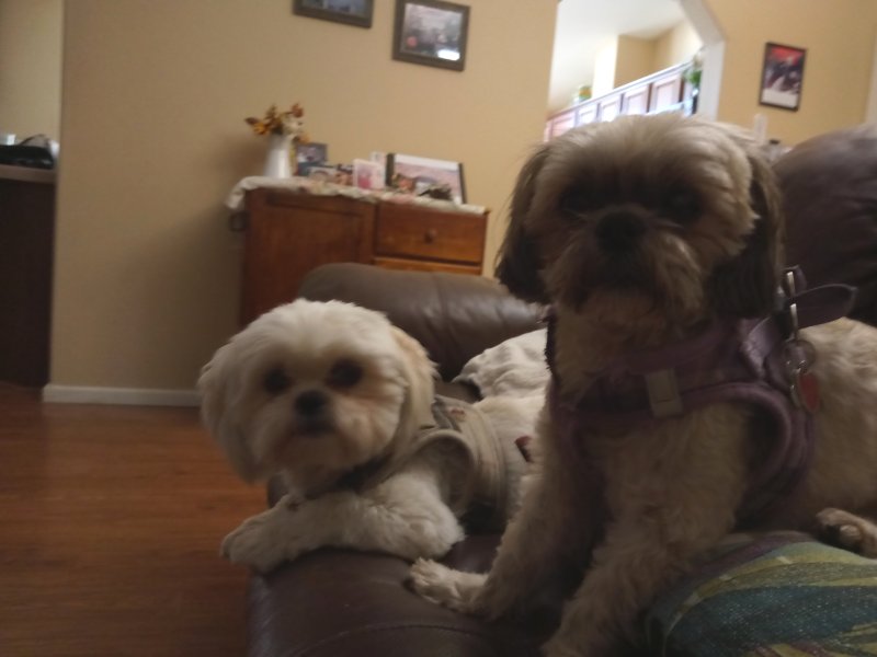 Doggies-Want.jpg, 46kB