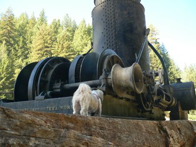 DonkyBack.jpg, 29 kB