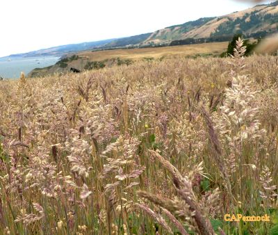 FTBRAGGFIELD2.JPG, 41 kB