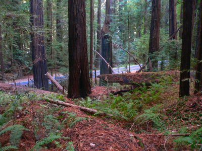 BRAGREDWOODS.JPG, 43 kB