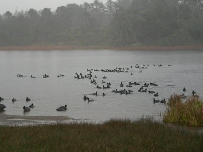 COOTSRAIN.JPG, 15 kB