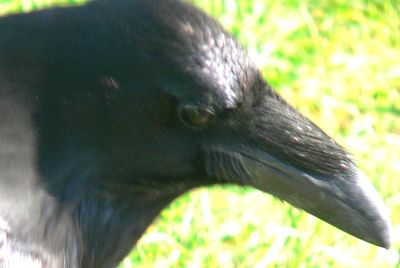 CROW20091119.jpg, 16 kB