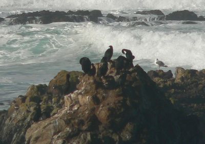 Comarants20091119.jpg, 20 kB