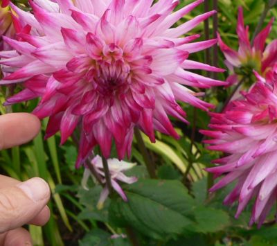 FlowerSpines.jpg, 30 kB