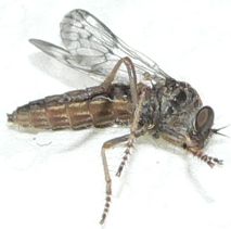 GalliNipperThing20100922.jpg, 7 kB